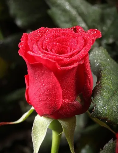 Пакет подарочный  Свежая роза (S) 12 х 15 х 9