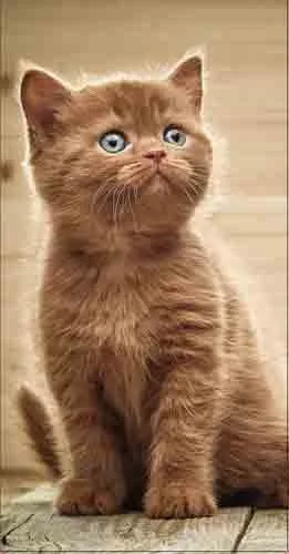 Dream Cards Конверт "Котенок" (10 шт.)