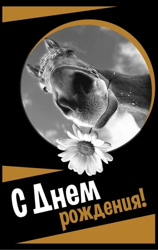 Открытка А5 С днем рождения! Лошадь (10 шт.)