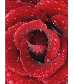 Пакет подарочный Изысканный бутон (S) 12 х 15 х 9