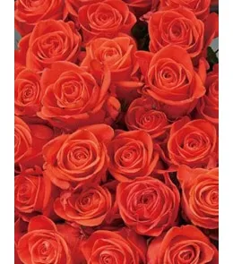 Пакет подарочный  Нежные розы (М) 12 шт