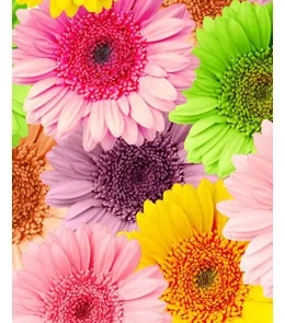 Пакет подарочный  Нежные герберы (М) 18 х 23 х 10