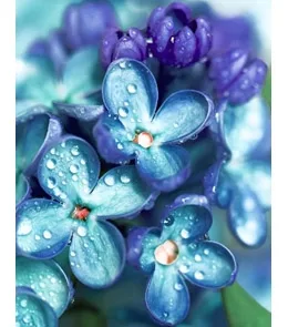 Пакет подарочный  Прекрасная сирень (М) 18 х 23 х 10