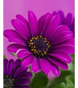 Пакет подарочный  Яркий гербер (L) 26 х 33 х 14