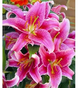 Пакет подарочный  Изысканные лилии (L) 26 х 33 х 14