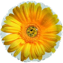 C 18"/46см Круг, Гербера, Желтый, 1 шт. (США