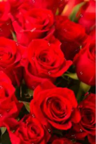 Пакет подарочный Красивые красные розы (МL) 22 х 31 х 10