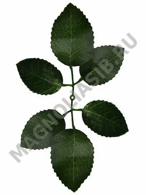 Лист розы крупный 6 листьев