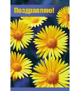 Открытка А5 Поздравляю!  цветы (10 шт.)
