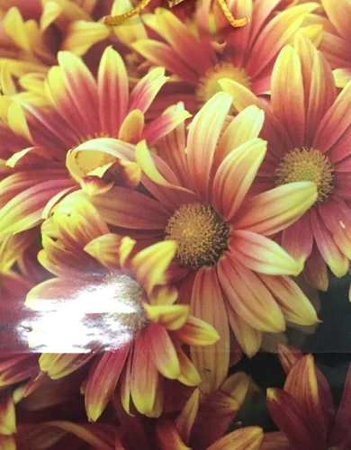 Пакет подарочный Солнечные цветы (L) 26 х 33 х 14