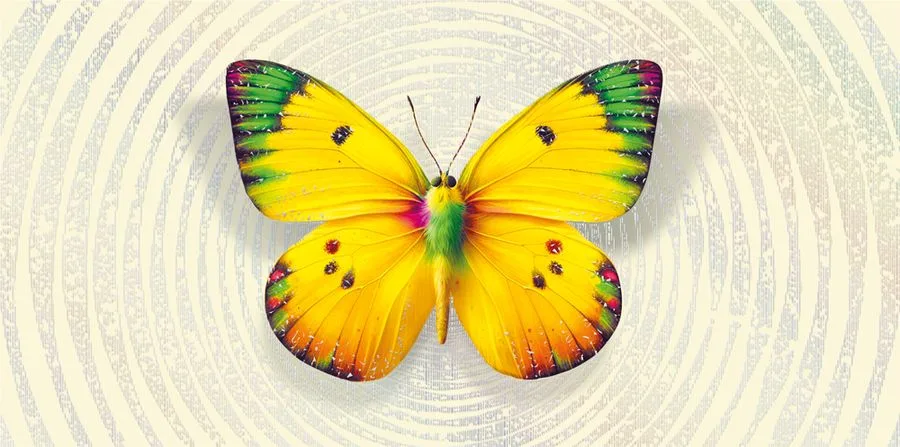 Конверт для денег без надписи бабочка  (5 шт.)