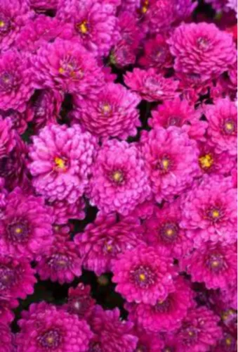 ОПТИМА Пакет подарочный ламинированный Прекрасные цветы (L) 26.4х32.7х8